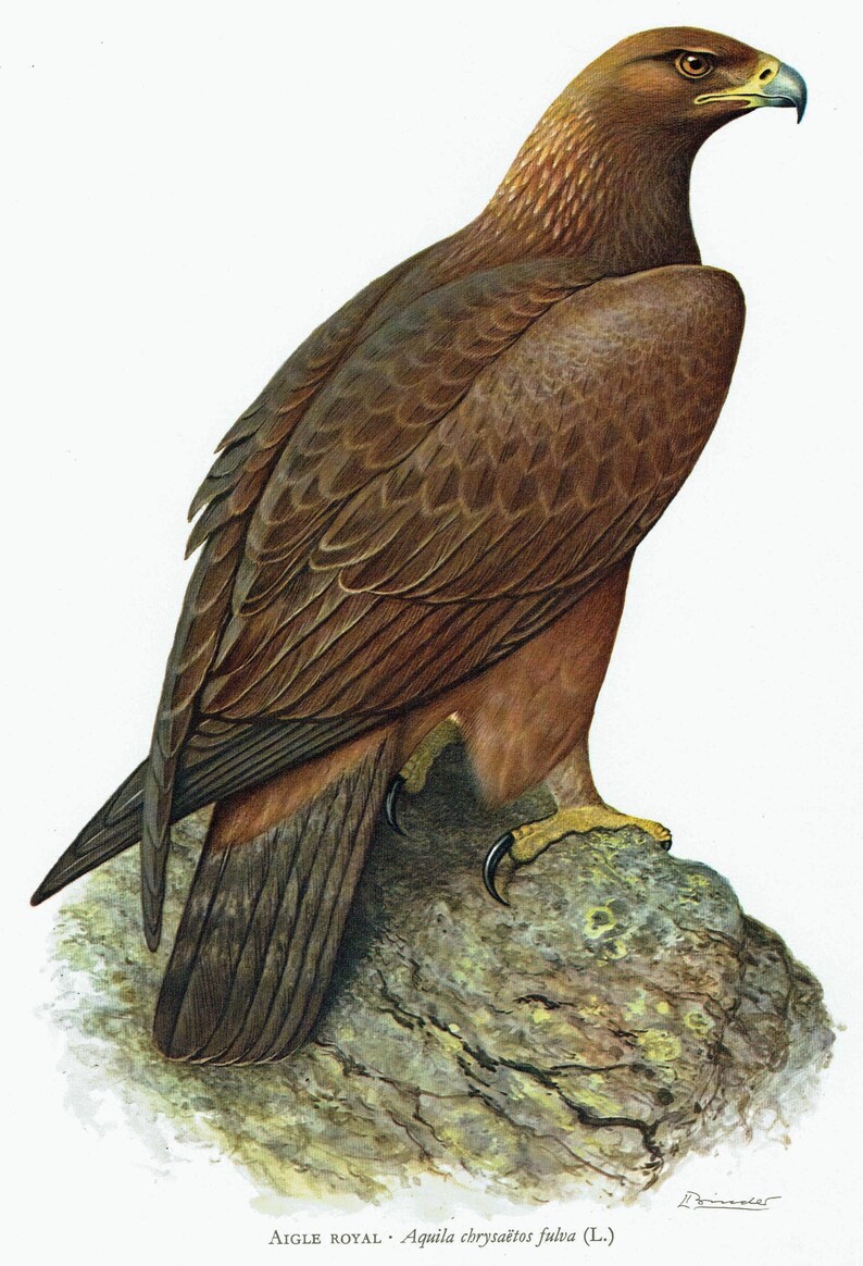 1960 Golden Eagle Print Vintage Eagle Wall Art Birding Decor Bird of ...