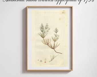 1796 Seaweed Wall Art Antique Botanical Print Sea Life Nature Gallery Wall Marine Botanical Poster Sowerby Engraving