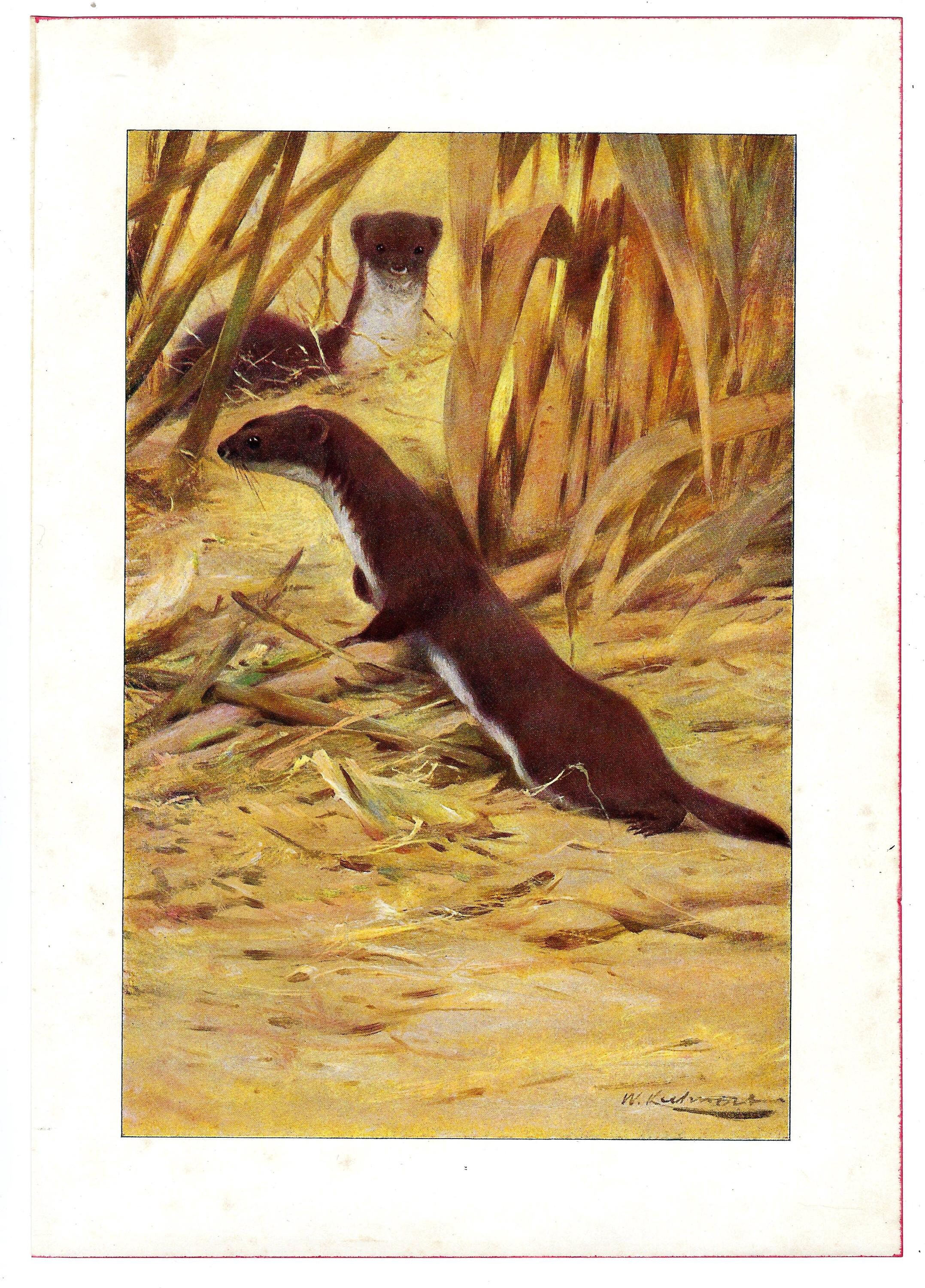 1901 Vintage WEASEL Print Wildlife Lover Decor Vintage Nature Artwork ...
