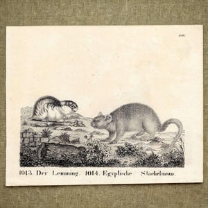 May include: A vintage black and white engraving on paper depicting two small rodents in a natural landscape. The left figure is labelled 1013. Der Lemming, and the right figure is labelled 1014. Egyptische Stachelmaus. The print includes the number 106.