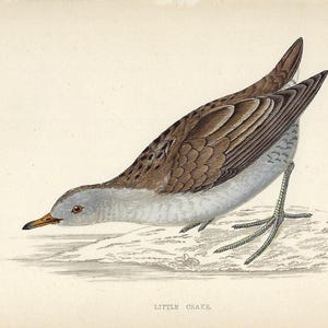 1862 Little Crake Print Antique Bird Illustration Vintage Nature Art for Study Wall Decor or Thoughtful Gift for Mom or Wildlife Collector