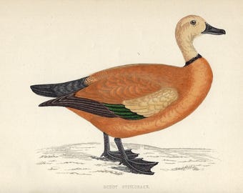 1862 Ruddy Shelduck Print Antique Duck Wall Art Waterfowl Illustration Vintage Bird Decor Rustic Lodge Gallery Wall Nature Home