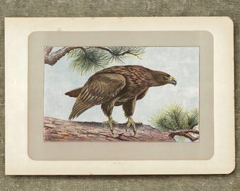 Grabado original de águila de 1907, litografía antigua de ave rapaz dorada, decoración vintage para el hogar, adorno de pared, regalo para cetrero, obra de arte de aves.