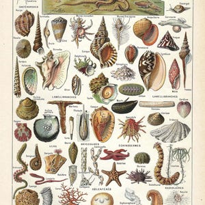VIDA SUBMARINA DE 1922. Moluscos y conchas. Lámina de vida marina. Ilustración original de Larousse. Lámina francesa vintage. Lámina de 103 años.