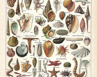 1922 UNDERWATER SEA LIFE. Mollusks, sea shells. Ocean life print. Original Larousse illustration. French vintage print. 103 Years old print