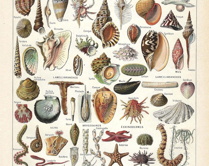 Sea Shells Origin 1922 Underwater Sea Life Print Vintage French Illustration Mollusks Sea ...