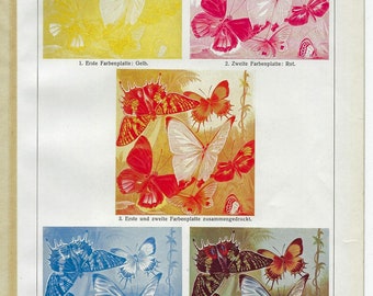 1903 SCHMETTERLING Druck Vintage Schmetterling Wandkunst für Geschenk Antike Insekten Druck Drei Farben Lithographie Käfer Geschenk Über 120 Jahre alter Druck