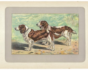 1907 WELSH SPANIEL, Hunting Dog Print, British Dog Lithograph, Dog Wall Art, Pet Decor