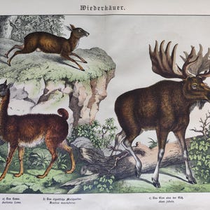 Stampa d'alce d'epoca del 1886, opera d'arte antica sulla fauna selvatica, stampa d'epoca di cervo muschiato, regalo di caccia, grande arte murale di storia naturale, decorazione per la casa, regalo sulla fauna selvatica