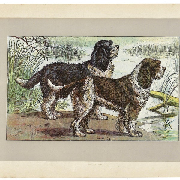 1907 BARBET D'ARRET. French water dogs print. Original antique hunting dog print. Dog wall art - 117 Years old print. P. Mahler.