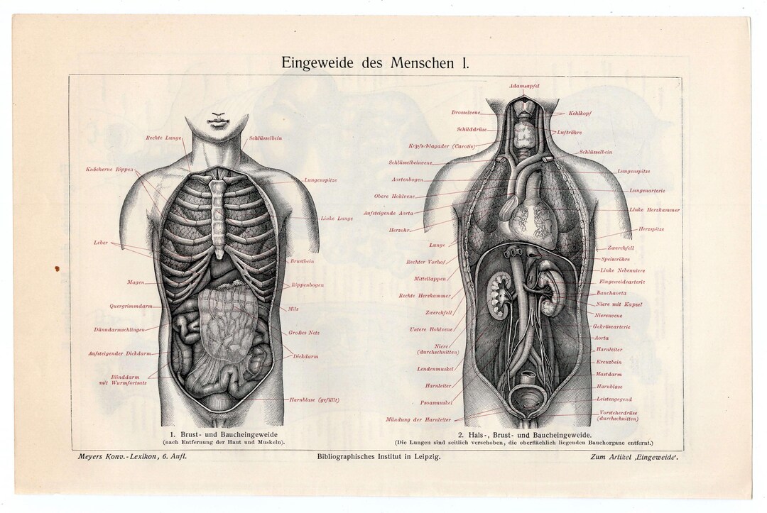 1903 Vintage Anatomy Print of Human Internal Organs Original Medical ...