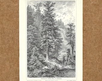 Original 1903 Fir Tree Print Antique Conifer Forest Landscape Lithograph Botanical Pine Illustration Cabin Cottagecore Wall Art Decor