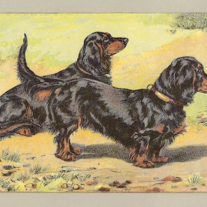 1907 DACHSHUND Vintage Hundedruck TECKEL Antike Wand Kunst Hunde Kunstwerk Hundeliebhaber Geschenk Teckel Liebhaber Wohnkultur Dackel Wanddekor Print