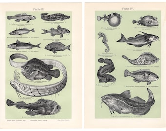 1903 SEA LIFE Druck Original Meeresfische Druck Zoologie Druck Unterwasser Poster Vintage Fische Wandkunst Aquarianer Wandkunst Geschenk