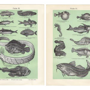 1903 SEA LIFE Print Original Sea Fishes Print Antique Zoology Print Underwater Poster Vintage Fishes Wall Art Aquarist Wall Art for Gift