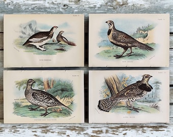 1896 Game Bird Prints Set Vintage Hunting Birds Wall Art Ptargiman and Grouses Lithograph Gift for Hunters Hunting Lodge Decor