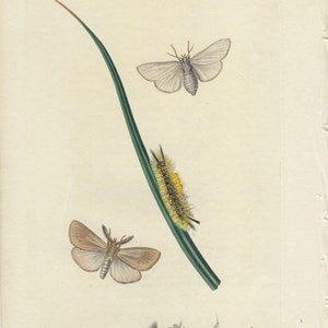 1825 - Impresión botánica vintage, obra de arte de mariposa antigua, arte mural de jardinería, impresión de polilla, regalo botánico vintage, insectos coloreados a mano, decoración del hogar