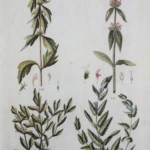 1804 - Antique Gardening Print Vintage Botanical Print Hand Colored Botanic Print Flower Wall Art for Gift Antique Botany Wall Decor