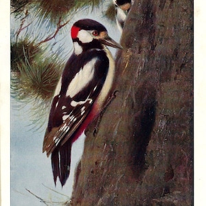 1901 Antique GREAT SPOTTED WOODPECKER Print Birding Wall Art Vintage Bird Print Wall Decor Wildlife Art Gift Rustic Home Decor Lodge