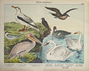 1886 SWIMMING BIRDS Antique Chromolithograph, Original Antique Print, Bird Wall Art, Ornithology, Swan, Pelican, Seagull,...