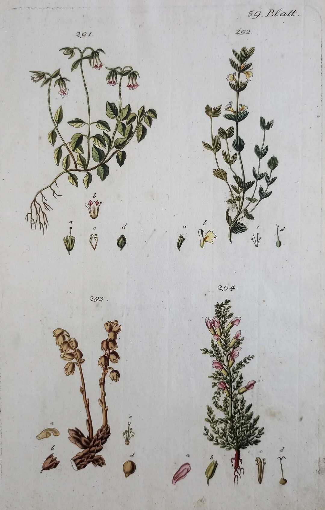 1804 - Antique Botanic Engraving Vintage Botanical Print Hand Colored ...