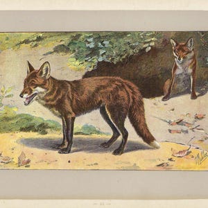 Stampa di volpe del 1907 Decorazione da parete vintage con animali selvatici Arte da parete antica per la caccia come regalo Decorazione da parete antica con volpe Regalo rustico per lodge di caccia