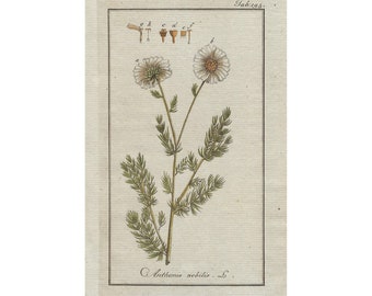 1796 Manzanilla, camomila, ANTHEMIS NOBILIS - grabado botánico original, arte de pared, impresión antigua del siglo 18, coloreado a mano