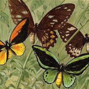 1893 - Stampa di farfalla antica, litografia vintage di Birdwing, opera d'arte di farfalla per regalo, antica stampa di farfalla da parete di storia naturale