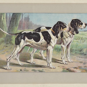 1907 SAINTONGEOIS HOUND Dog Print Vintage Hound Dog Wall Decor Antique Hunting Dog Artwork Original Dog Lover Wall Art 118 Years Old Print