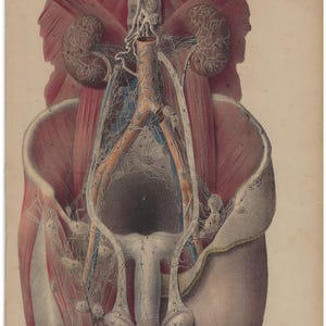 1854 - Litografia di anatomia umana, decorazione da parete medica antica, fisiologia, stampa d'arte vintage di anatomia, decorazione clinica, stampa vintage del corpo umano