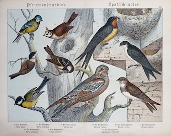 1886 Antique birds print. Original bird decor. Shubert litograph. Birds Wallart. 138 Years old print. Wal lart, e tched