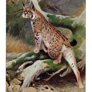 LINCE EURASIATICA Stampa antica del 1901 Stampa di Bobcat Friedrich Wilhelm Kuhnert Litografia a colori Decorazione d'epoca Arte della fauna selvatica Regalo - Felis Lynx