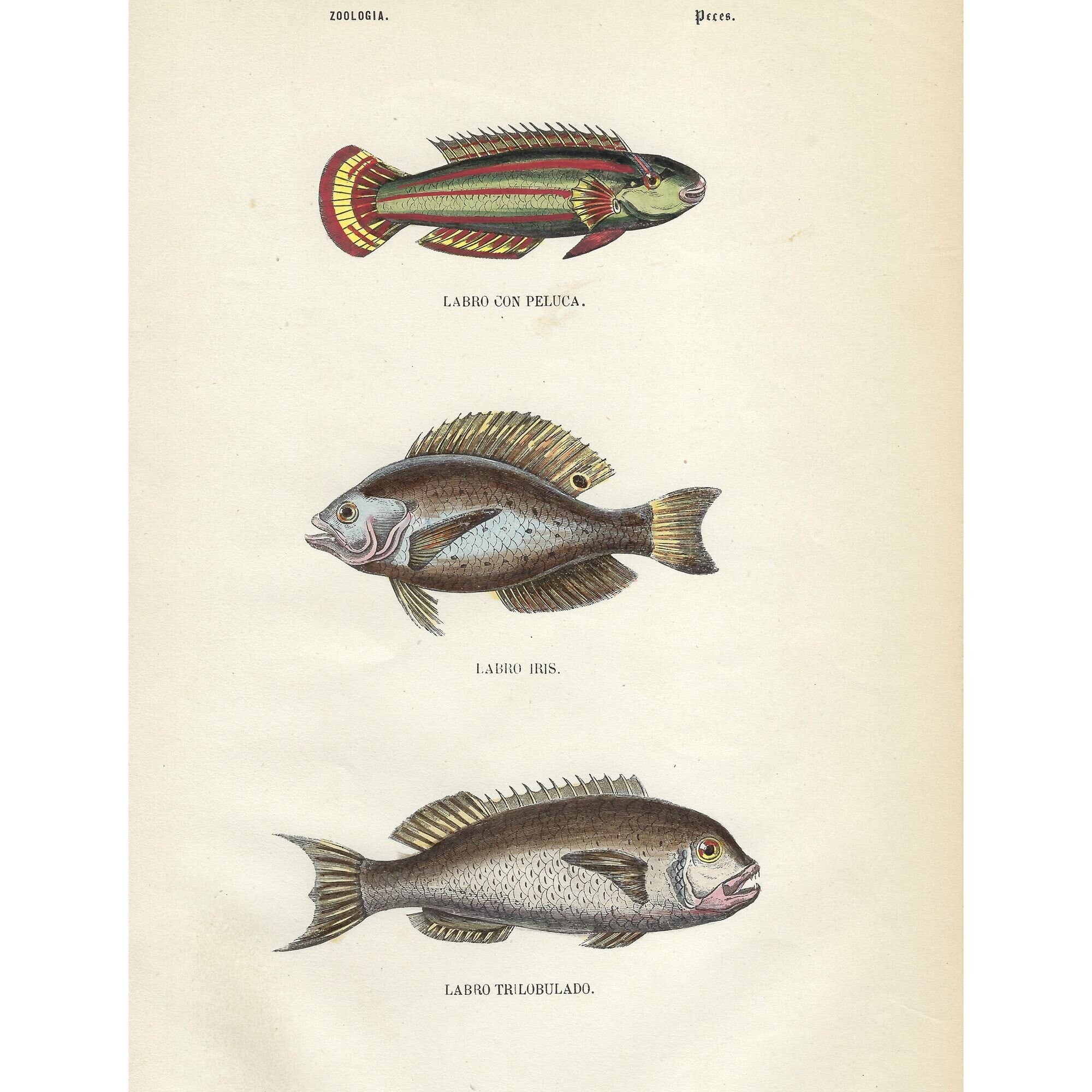 1854 - Vintage Fishes Wall Art Antique Fishing Wall Decor Vintage Fishes Print for Gift Hand Colored Fishes Print Gift for Dad Sea Life Art