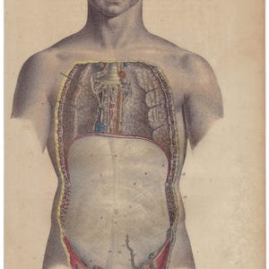 1854 - Stampa anatomica vintage, stampa antica di anatomia umana, stampa medica da parete, opera d'arte di fisiologia, poster di anatomia vintage, decorazione da parete del corpo umano
