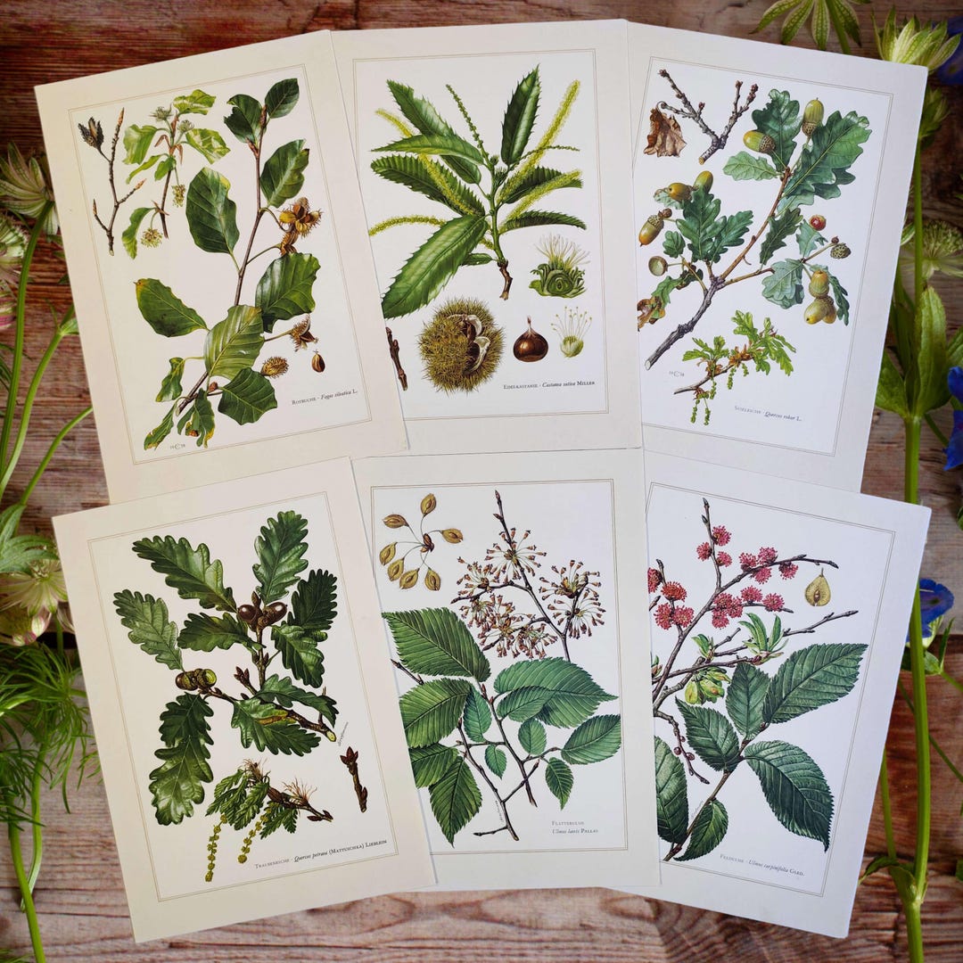 1958 SET of 6 Vintage Botanical Prints Rustic Farmhouse Wall Art ...