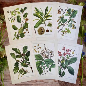 1958 SET of 6 Vintage Botanical Prints Rustic Farmhouse Wall Art Vintage Floral Gallery Country Decor Botanical Plant Poster Gift for Mom