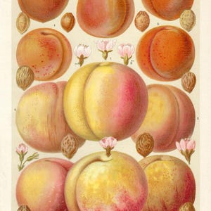 1903 PEACHES Antique Print Kitchen Home Decor Fruits Print Wall Art Apricots Kitchen Decor Original Botanical Print Antique Lithograph