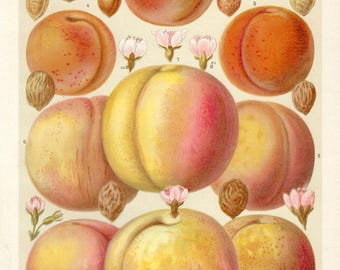 1903 PEACHES Antique Print Kitchen Home Decor Fruits Print Wall Art Apricots Kitchen Decor Original Botanical Print Antique Lithograph