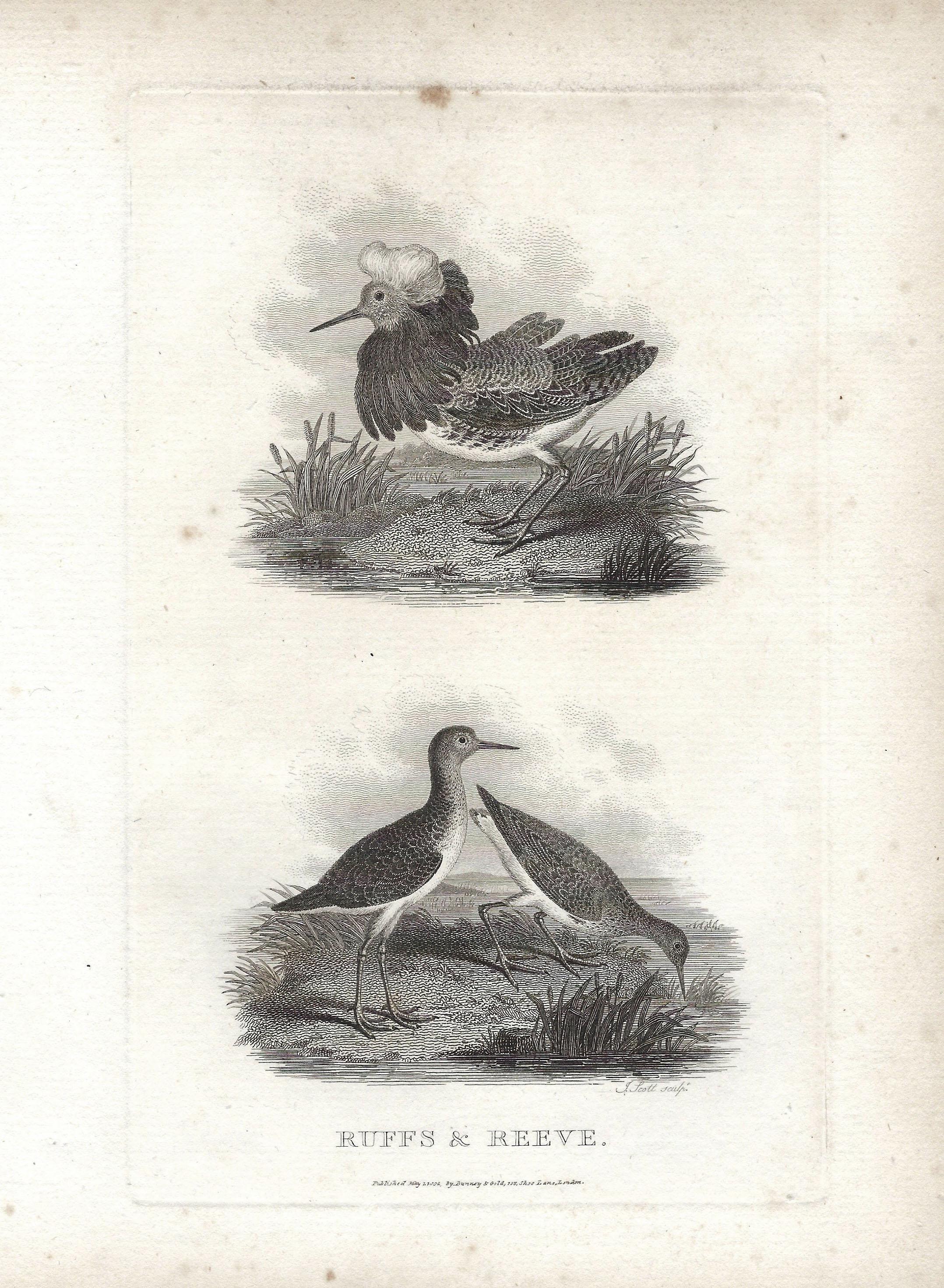 1802年 - アンティーク RUFF 彫刻 ヴィンテージ REEVE プリント ゲーム