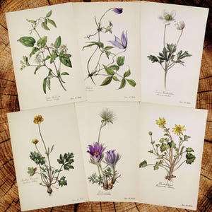 1954 Vintage Botanical Print Gardening Flower Print Vintage Flower Lover Gift Floral Artwork Wall Art Wildflower Mom Home Decor