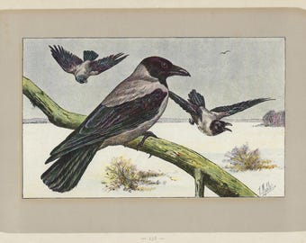 1907 HOODED CROW Vintage Bird Print Hoodie Wall Art Bird Gallery Decor Vintage Corvus Decor Birds Decorator Rustic Cottagecore Gift