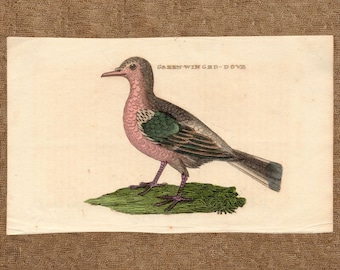 Grüne geflügelte Taube Druck - 1815 Original antiker Vogel Gravur - Handkolorierter Waldvogel - Vintage Landvogel Wandkunst - Geschenk von Edward Donovan