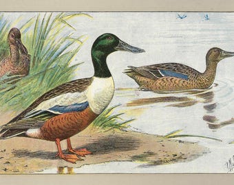 1907年 - アヒルアンティークプリント水鳥リトグラフ鳥愛好家ホーム