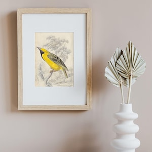1837 Yellow-Crowned Weaver Antique Bird Print - Original Hand Colored  Bird Wall Art - Vintage Birdwatcher Gift - Exotic Cottagecore Decor