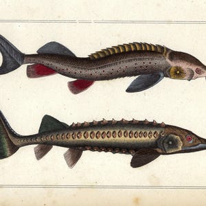 1836 - Decorazione da pesca vintage, pesci antichi, decorazione da parete, stampa vintage di pesci come regalo, stampa di storione colorata a mano, arte da parete, regalo di pesca per papà