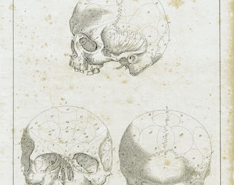 1828 HUMAN SKULL print. Decorative anatomy print. Human body antique print. Original clinic decor. Doctor gift print. 196 Years old print