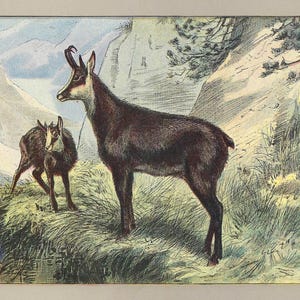 1907 Vintage Chamois Tryck Vilda Djur Dekor Antik Jakt Väggkonst Stuga Gåva Naturhistoriskt Konstverk