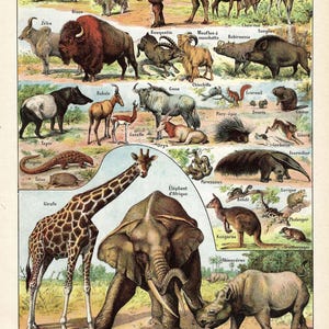 Grabado antiguo de Animales Salvajes de 1922. Elefante, rinoceronte, hipopótamo, mamíferos. Grabado ilustrado de Larousse. Póster de Millot. Grabado de 103 años.