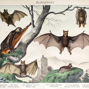 Stampa antica di pipistrelli del 1886, pipistrello dal naso a lancia maggiore, stampa vintage di pipistrello dalle orecchie lunghe marrone, regalo di grande arte murale di storia naturale