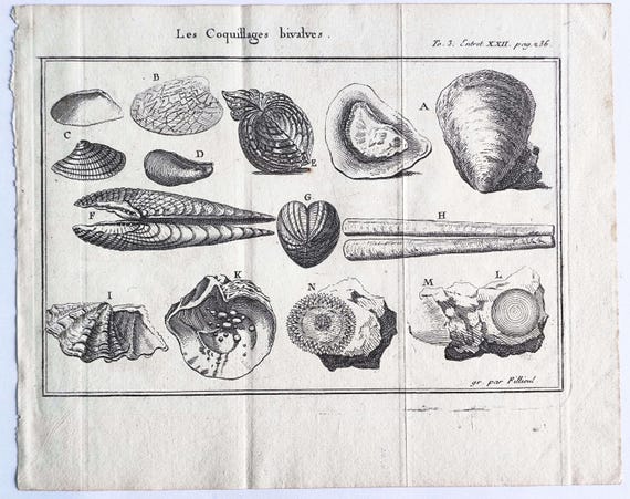 1735 - Antique Bivalve Shells Engraving Antique Seashell Print